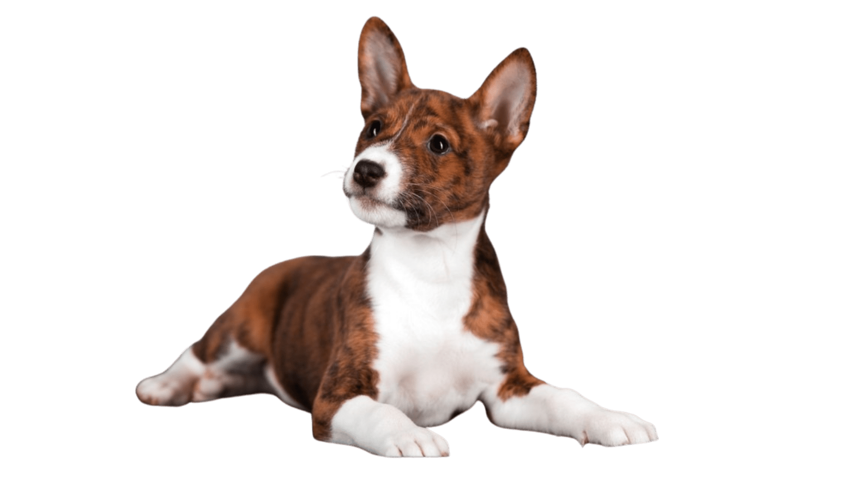 Why Raw Food Is the Natural Choice for Dogs