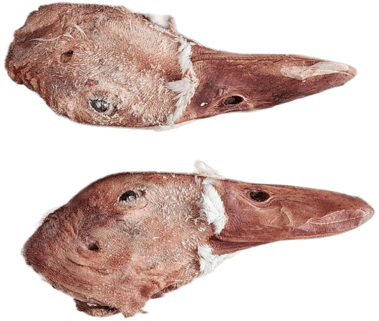 Freeze Dried Duck Heads - Totally Raw