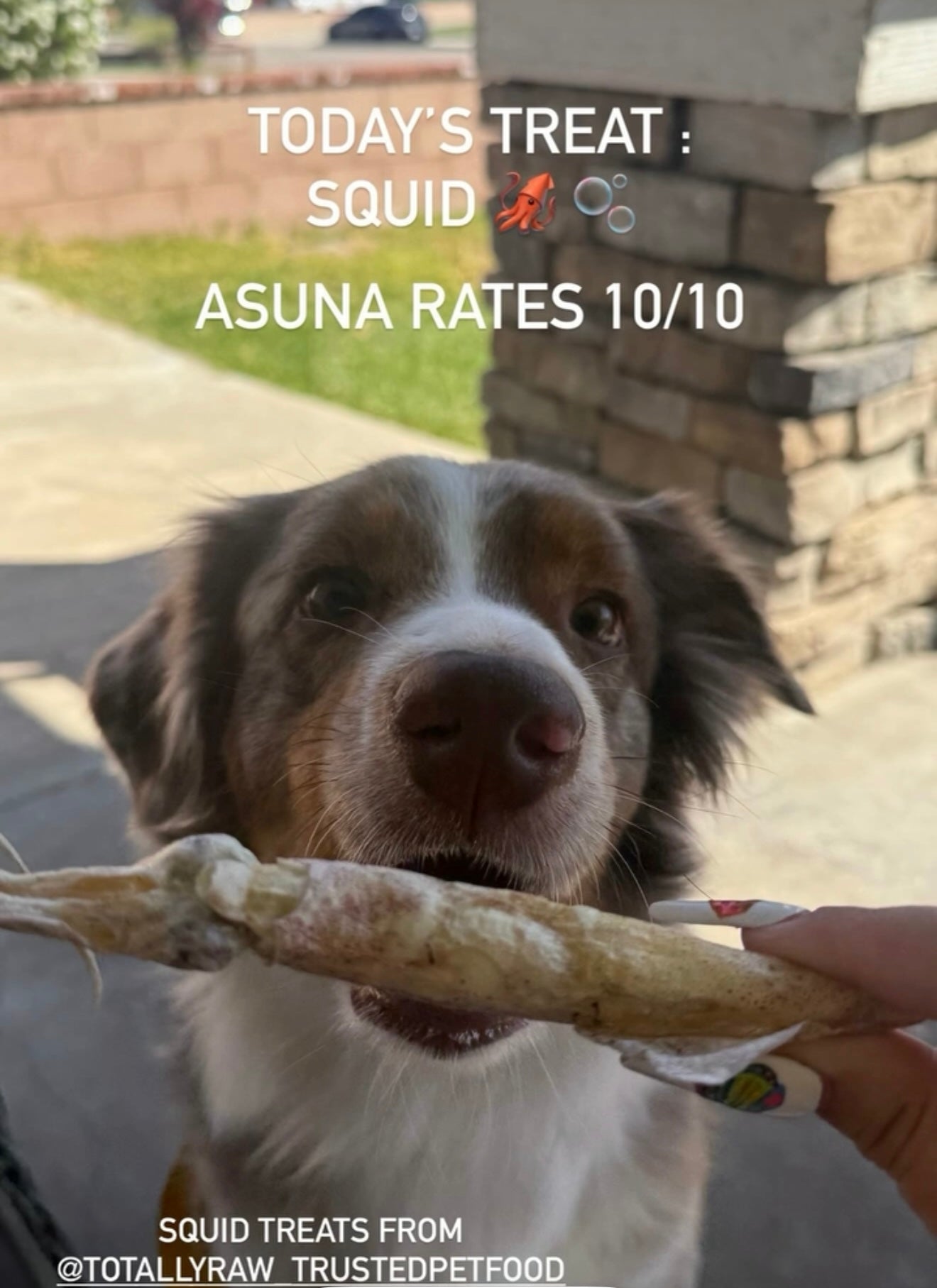 Freeze Dried Squid - Wild Caught - Totally Raw