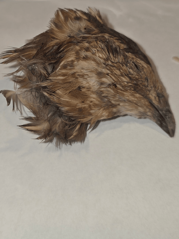 Private Label Quail Heads AD - Totally Raw