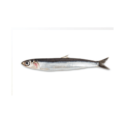 Wild Caught Whole Raw Anchovies - Totally Raw